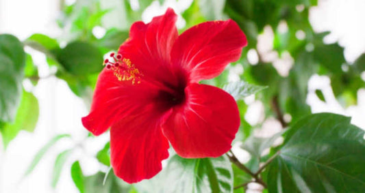 Hibiscus